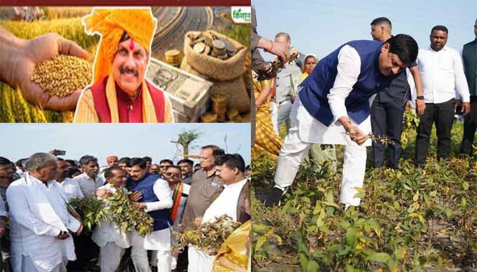"फसल भी होगी बंपर और मिट्टी भी रहेगी सेहतमंद... दलहन-तिलहन मिशन के तहत एमपी सरकार दे रही है मुफ्त खाद-बीज का शानदार मौका!"