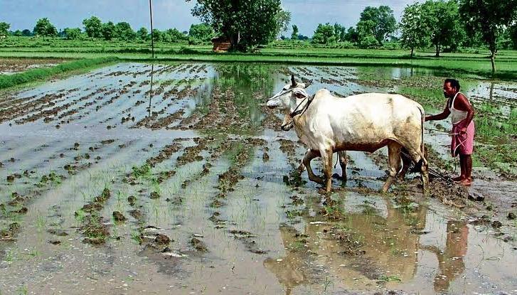 झारखंड के किसानों को राहत: 'बिरसा प्रधानमंत्री फसल बीमा योजना' लागू, ₹1 के टोकन प्रीमियम पर मिलेगा फसलों का सुरक्षा कवच