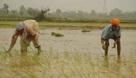 जल संकट के बीच अन्नदाता को राहत: पूसा बासमती देगी बंपर पैदावार, सूखे में भी दोगुना उत्पादन देने की क्षमता