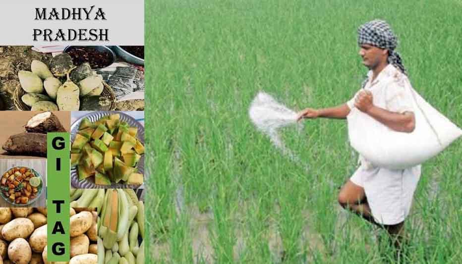 महाकौशल की माटी का बढ़ा मान: मध्य प्रदेश की 4 पारंपरिक फसलों को मिला 'GI टैग', वैश्विक बाजार में चमकेगा आदिवासी अंचल!