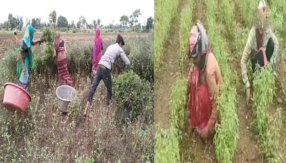 MP: काली तुलसी, अश्वगंधा और मुनगा से बदलेगी मंडला के किसानों की तकदीर; उद्यानिकी विभाग ने छेड़ा विशेष अभियान