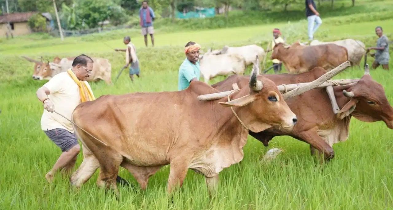 माटी की सौंधी सुगंध के बीच सीएम साय का दिखा किसान अवतार; बोले—"खेती जीवन का संस्कार, परंपराओं से जुड़े रहना जरूरी"