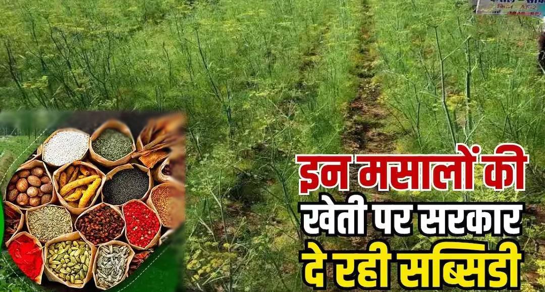 मसालों की खेती पर सरकार दे रही है भारी सब्सिडी: MIDH योजना के तहत किसानों को मिलेगी आर्थिक मदद, जानें पूरी प्रक्रिया और जरूरी दस्तावेज
