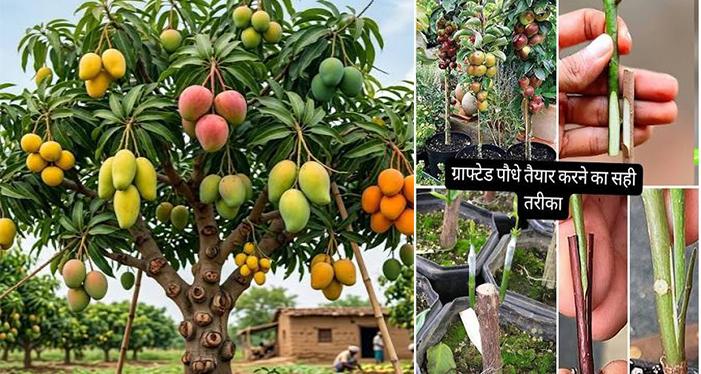 कम जगह में उगाएं कई तरह के फल: जानिए क्या है 'ग्राफ्टिंग' तकनीक, जिससे एक ही पेड़ पर लगेंगे अलग-अलग आम