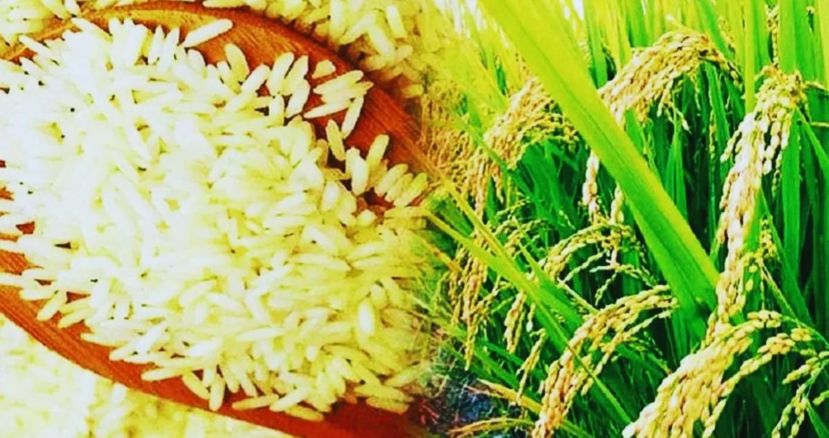 राजशाही छोड़ मिट्टी से जुड़ाव: सरगुजा राजपरिवार ने तैयार किया 100% जैविक खेती और डेयरी का सफल मॉडल