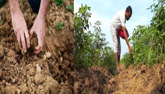 बंपर पैदावार की 'लाइफलाइन': आपकी मिट्टी बीमार तो नहीं? इन 4 संकेतों से पहचानें और ऐसे सुधारें सेहत, मिट्टी की सेहत से तय होगी खेत की तकदीर