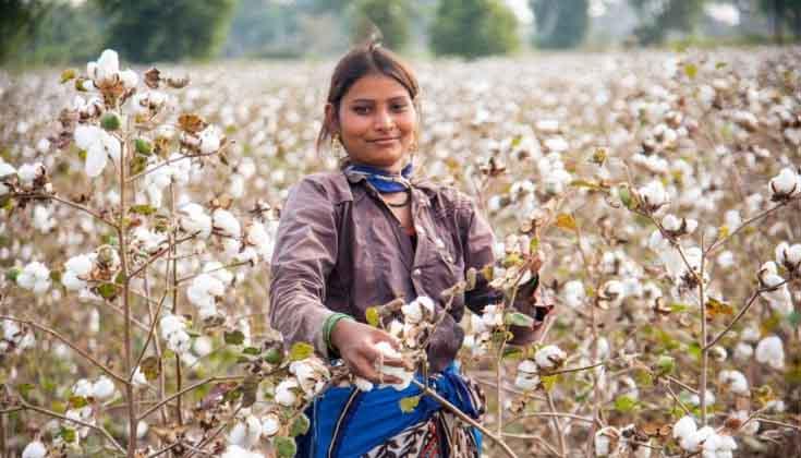 कपास उत्पादकों के लिए बंपर ऑफर: गुजरात सरकार देगी ₹14,000 प्रति हेक्टेयर तक की सहायता; 'i-Khedut' पोर्टल पर आवेदन शुरू