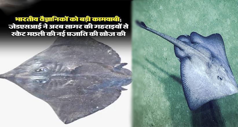 गहरे समुद्र का नया रहस्य: अरब सागर में मिली स्केट मछली की नई प्रजाति 'डिप्टुरस धृतिया'