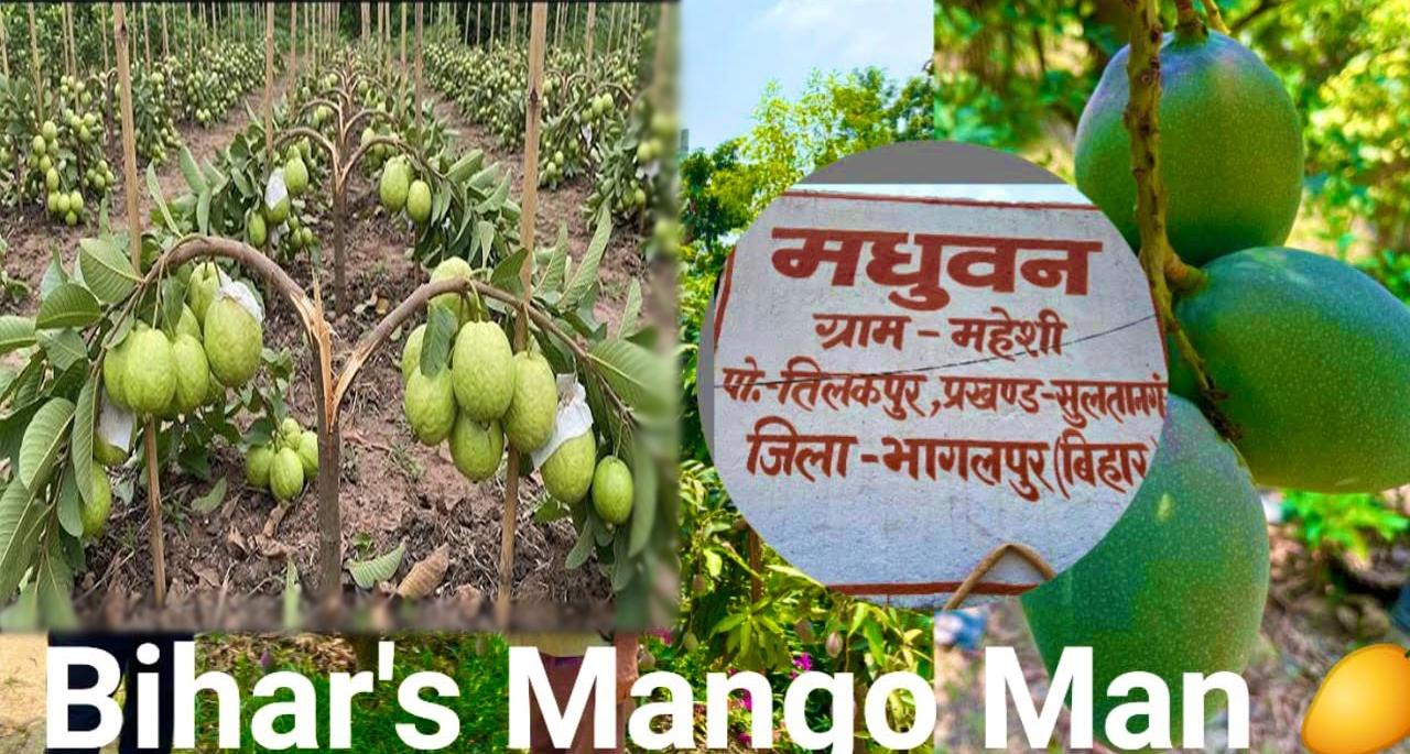 भागलपुर के 'मैंगो मैन' का कमाल: विदेश तक डिमांड में हैं नर्सरी के पौधे, जानें कमाई कराने वाली 4 बेस्ट किस्में